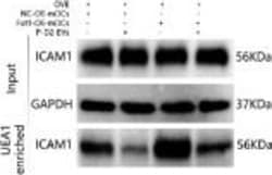 Invitrogen Goat anti-Mouse IgG (H+L) Secondary Antibody, HRP 2 mL; HRP:Antibodies