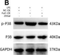 Invitrogen Goat anti-Rabbit IgG (H+L) Secondary Antibody, HRP 2 mL; HRP:Antikroppar