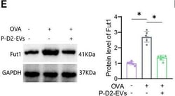 Invitrogen Goat anti-Rabbit IgG (H+L) Secondary Antibody, HRP 2 mL; HRP:Antikroppar