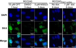 Invitrogen Goat anti-Mouse IgG, IgM, IgA (H+L) Secondary Antibody, Alexa