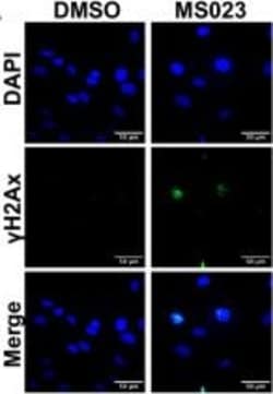 Invitrogen Goat anti-Mouse IgG, IgM, IgA (H+L) Secondary Antibody, Alexa