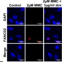 Invitrogen Goat anti-Rabbit IgG (H+L) Highly Cross-Adsorbed Secondary Antibody,