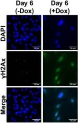 Invitrogen Goat anti-Mouse IgG, IgM, IgA (H+L) Secondary Antibody, Alexa