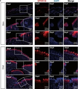 Invitrogen Goat anti-Rabbit IgG (H+L) Cross-Adsorbed Secondary Antibody,