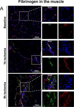 Invitrogen Goat anti-Rat IgG (H+L) Cross-Adsorbed Secondary Antibody, Alexa Fluor 680 1 mg | Buy Online | Invitrogen&trade; | Fisher Scientific