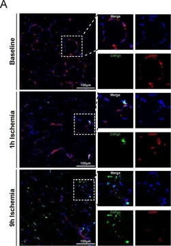 Invitrogen Goat anti-Rat IgG (H+L) Cross-Adsorbed Secondary Antibody, Alexa Fluor 680 1 mg | Buy Online | Invitrogen&trade; | Fisher Scientific