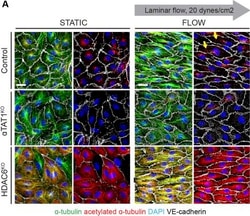 Invitrogen Donkey anti-Rabbit IgG (H+L) Highly Cross-Adsorbed Secondary