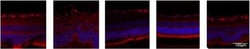 Invitrogen Goat anti-Rabbit IgG (H+L) Cross-Adsorbed Secondary Antibody,