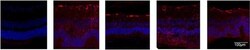 Invitrogen Goat anti-Rabbit IgG (H+L) Cross-Adsorbed Secondary Antibody,