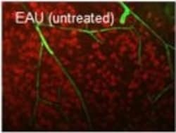 Invitrogen Goat anti-Rabbit IgG (H+L) Cross-Adsorbed Secondary Antibody,