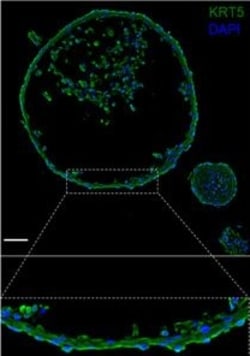 Invitrogen Goat anti-Rabbit IgG (H+L) Cross-Adsorbed Secondary Antibody, DyLight 488 500 &mu;L | Buy Online | Invitrogen&trade; | Fisher Scientific