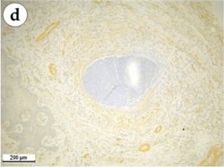 Invitrogen Goat anti-Mouse IgG (H+L) Cross-Adsorbed Secondary Antibody,