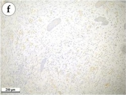 Invitrogen Goat anti-Mouse IgG (H+L) Cross-Adsorbed Secondary Antibody,