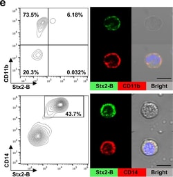 Invitrogen Donkey anti-Mouse IgG (H+L) Highly Cross-Adsorbed Secondary