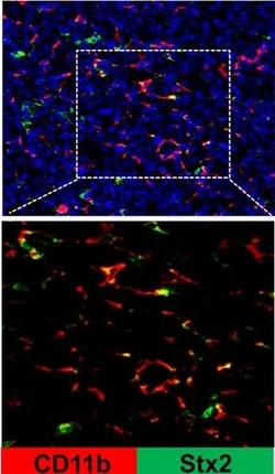 Invitrogen Donkey anti-Mouse IgG (H+L) Highly Cross-Adsorbed Secondary