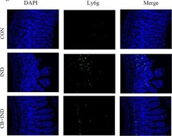Invitrogen Goat anti-Rabbit IgG (H+L) Cross-Adsorbed Secondary Antibody,