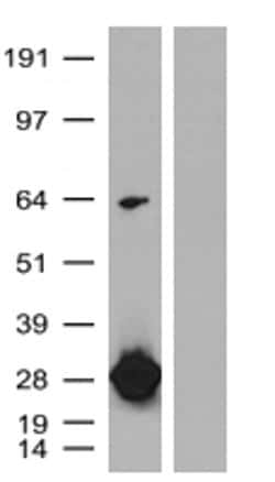 turboGFP Chicken anti-Tag, Polyclonal, liquid, TrueMAB 150 &mu;L | Buy Online | OriGene | Fisher Scientific