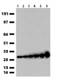 turboGFP Chicken anti-Tag, Polyclonal, liquid, TrueMAB 150 &mu;L | Buy Online | OriGene | Fisher Scientific