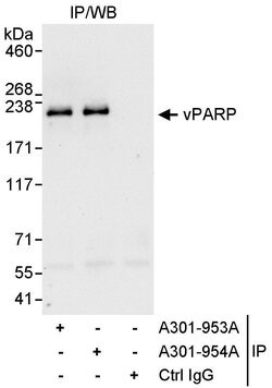 vPARP Rabbit anti-Human, Polyclonal, Bethyl Laboratories 100 &mu;l; Unlabeled:Antibodies,