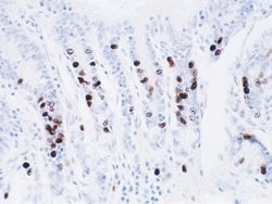 Invitrogen&trade;&nbsp;BrdU Monoclonal Antibody (ZBU30)