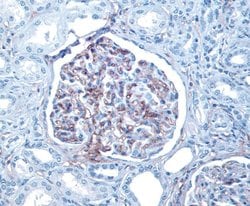 Invitrogen&trade;&nbsp;CD34 Monoclonal Antibody (BI-3C5)