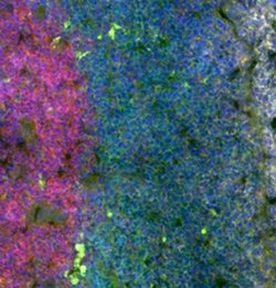 Invitrogen CD45R (B220) Monoclonal Antibody (HIS24), FITC, eBioscience