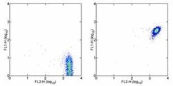 Invitrogen CD181 (CXCR1) Monoclonal Antibody (eBio8F1-1-4 (8F1-1-4)), FITC,