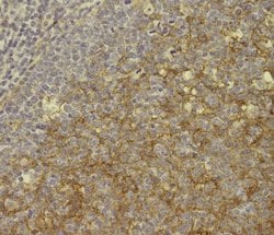 Invitrogen CD11b Monoclonal Antibody (C67F154), Biotin, eBioscience , Invitrogen