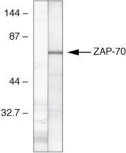 Invitrogen Zap-70 Monoclonal Antibody (ZAP-70-6F7) 100 &mu;g; Unconjugated:Antibodies,