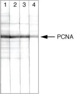 Invitrogen PCNA Monoclonal Antibody (PC10) 200 &mu;g; Unconjugated:Antibodies,