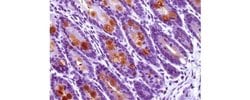 Invitrogen Trefoil Factor 3 Monoclonal Antibody (5UCLNT3), Biotin, eBioscience