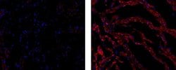 Invitrogen Connexin 43 Monoclonal Antibody (Connexin43 (1A)), Biotin, eBioscience