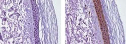 Invitrogen IL-38 Monoclonal Antibody (H127C), Biotin, eBioscience , Invitrogen