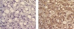 Invitrogen alpha-Fetoprotein Monoclonal Antibody (1E8), Biotin, eBioscience
