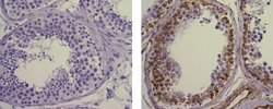 Invitrogen Cyclin E Monoclonal Antibody (HE12), Biotin, eBioscience 100