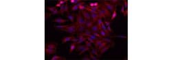 Invitrogen Vinculin Monoclonal Antibody (7F9), Biotin, eBioscience , Invitrogen