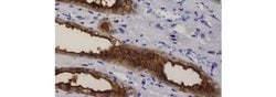 Invitrogen&trade;&nbsp;Blood Group Antigen H (O) Type 1 Monoclonal Antibody (17-206), Biotin, eBioscience&trade;