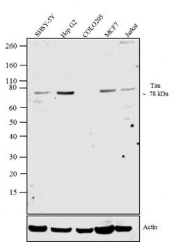 Tau Monoclonal Antibody (T14), Invitrogen 100 &mu;g; Unconjugated:Antibodies,