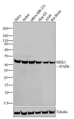 Invitrogen MEK1 Monoclonal Antibody (3D9) 100 &mu;g; Unconjugated:Antibodies,