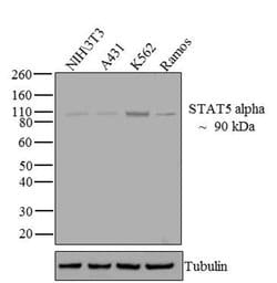 Invitrogen STAT5 alpha Monoclonal Antibody (ST5a-2H2) 100 &mu;g | Buy Online | Invitrogen&trade; | Fisher Scientific