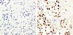 Invitrogen PCNA Monoclonal Antibody (PC10) 200 &mu;g; Unconjugated:Antibodies,