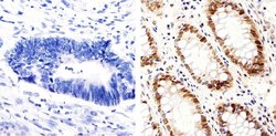 Invitrogen PCNA Monoclonal Antibody (PC10) 200 &mu;g; Unconjugated:Antibodies,