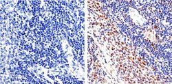 Invitrogen PCNA Monoclonal Antibody (PC10) 200 &mu;g; Unconjugated:Antibodies,