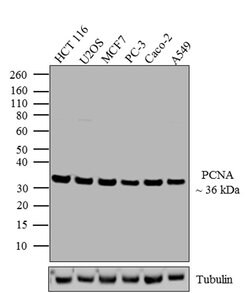 Invitrogen PCNA Monoclonal Antibody (PC10) 200 &mu;g; Unconjugated:Antibodies,