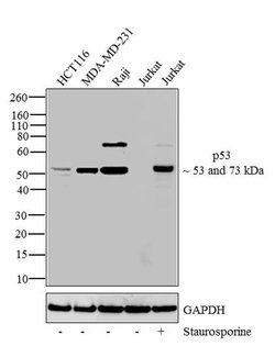 Invitrogen&trade;&nbsp;p53 Monoclonal Antibody (PAb 1801)