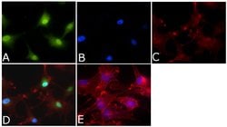 Invitrogen ERK1/ERK2 Monoclonal Antibody (ERK-7D8) 200 &mu;g; Unconjugated:Antibodies,