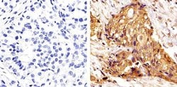 Invitrogen ERK1/ERK2 Monoclonal Antibody (ERK-7D8) 200 &mu;g; Unconjugated:Antibodies,
