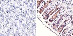 Invitrogen ERK1/ERK2 Monoclonal Antibody (ERK-7D8) 200 &mu;g; Unconjugated:Antibodies,