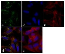 Tau Monoclonal Antibody (T46), Invitrogen&trade;