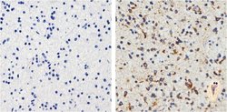 Tau Monoclonal Antibody (T46), Invitrogen&trade;